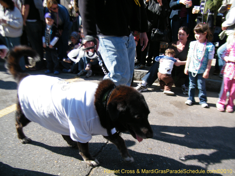 Mystic-Krewe-of-Barkus-2010-HC-Dog-Parade-Mardi-Gras-New-Orleans-8294