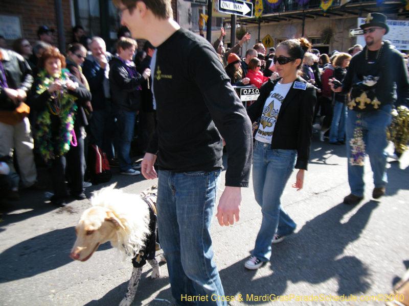 Mystic-Krewe-of-Barkus-2010-HC-Dog-Parade-Mardi-Gras-New-Orleans-8295