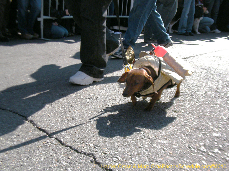 Mystic-Krewe-of-Barkus-2010-HC-Dog-Parade-Mardi-Gras-New-Orleans-8296