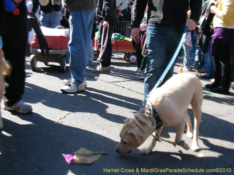 Mystic-Krewe-of-Barkus-2010-HC-Dog-Parade-Mardi-Gras-New-Orleans-8303