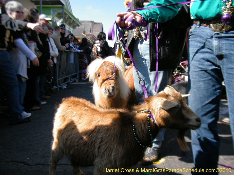 Mystic-Krewe-of-Barkus-2010-HC-Dog-Parade-Mardi-Gras-New-Orleans-8311
