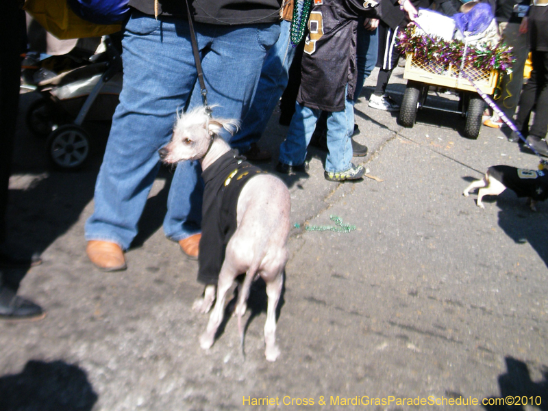Mystic-Krewe-of-Barkus-2010-HC-Dog-Parade-Mardi-Gras-New-Orleans-8324