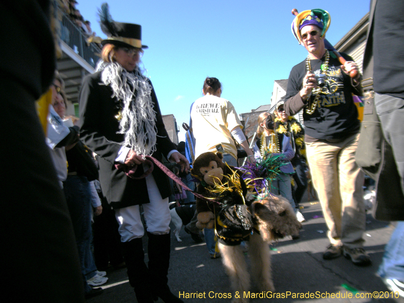 Mystic-Krewe-of-Barkus-2010-HC-Dog-Parade-Mardi-Gras-New-Orleans-8337