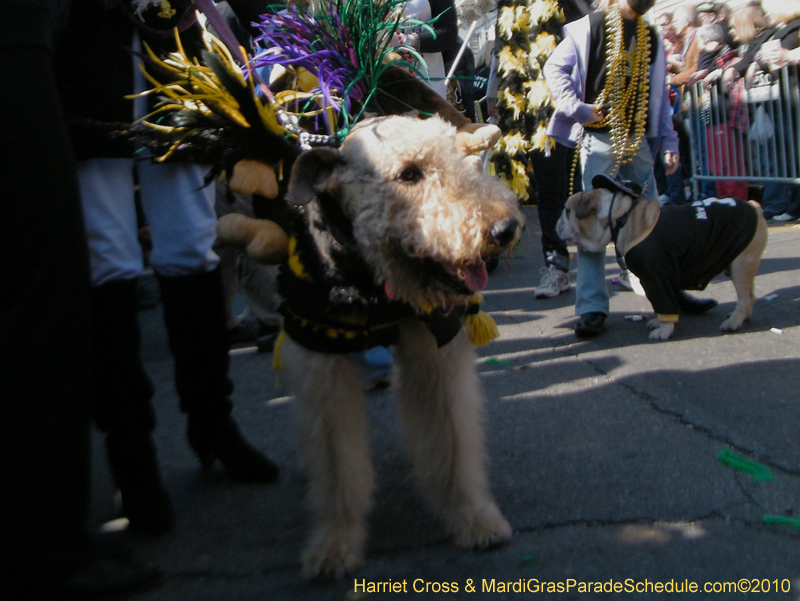 Mystic-Krewe-of-Barkus-2010-HC-Dog-Parade-Mardi-Gras-New-Orleans-8338