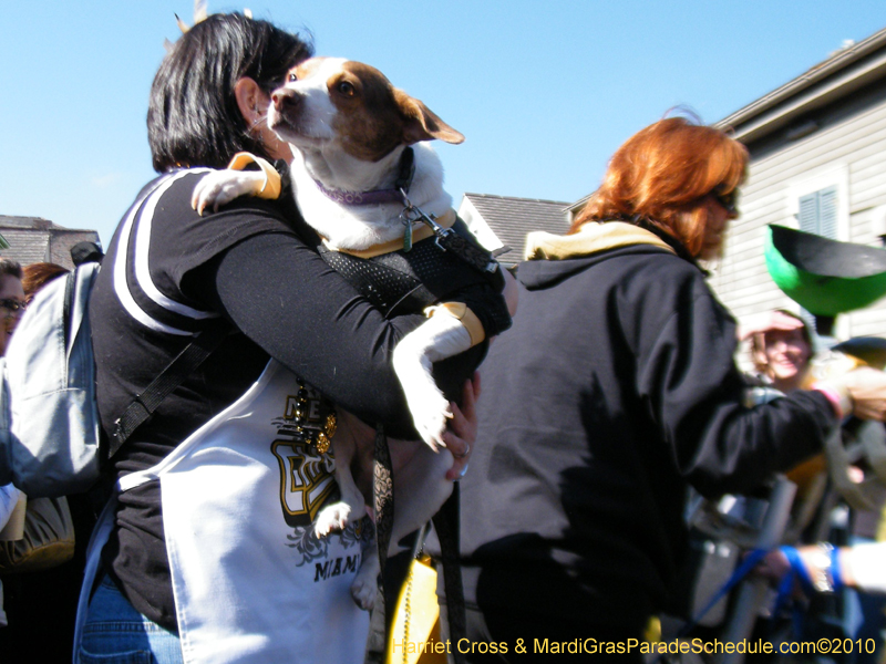 Mystic-Krewe-of-Barkus-2010-HC-Dog-Parade-Mardi-Gras-New-Orleans-8343