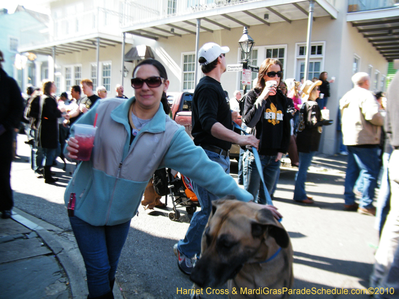 Mystic-Krewe-of-Barkus-2010-HC-Dog-Parade-Mardi-Gras-New-Orleans-8348