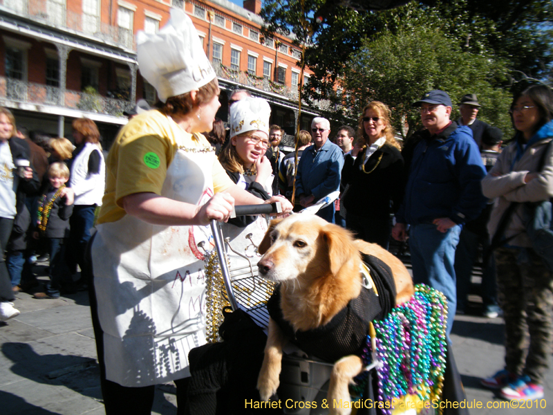 Mystic-Krewe-of-Barkus-2010-HC-Dog-Parade-Mardi-Gras-New-Orleans-8356