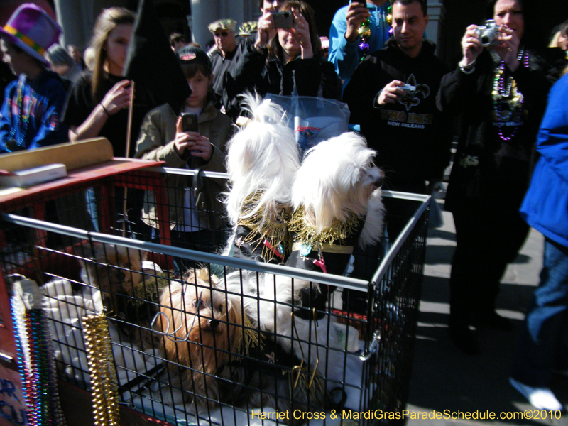 Mystic-Krewe-of-Barkus-2010-HC-Dog-Parade-Mardi-Gras-New-Orleans-8368