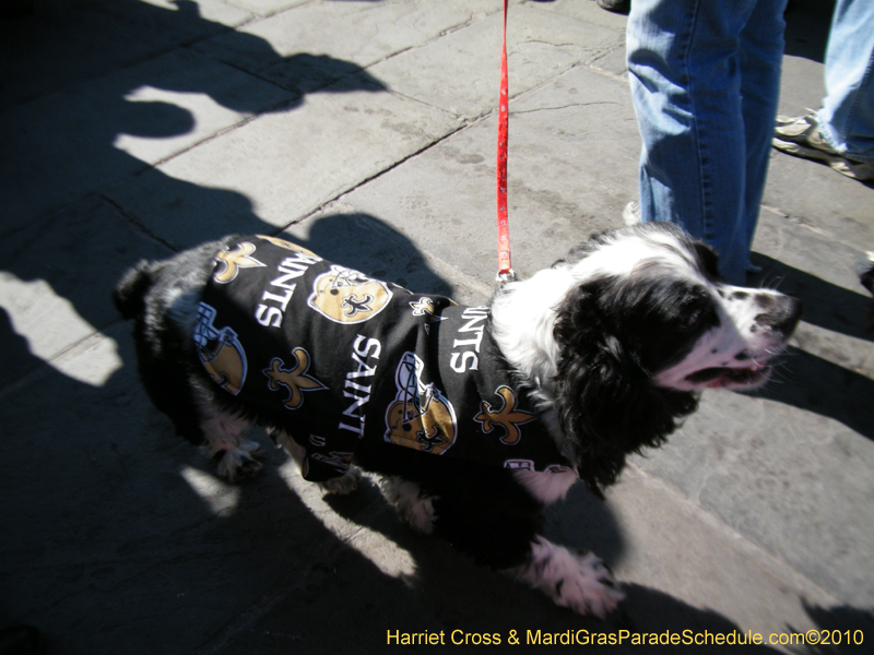 Mystic-Krewe-of-Barkus-2010-HC-Dog-Parade-Mardi-Gras-New-Orleans-8369