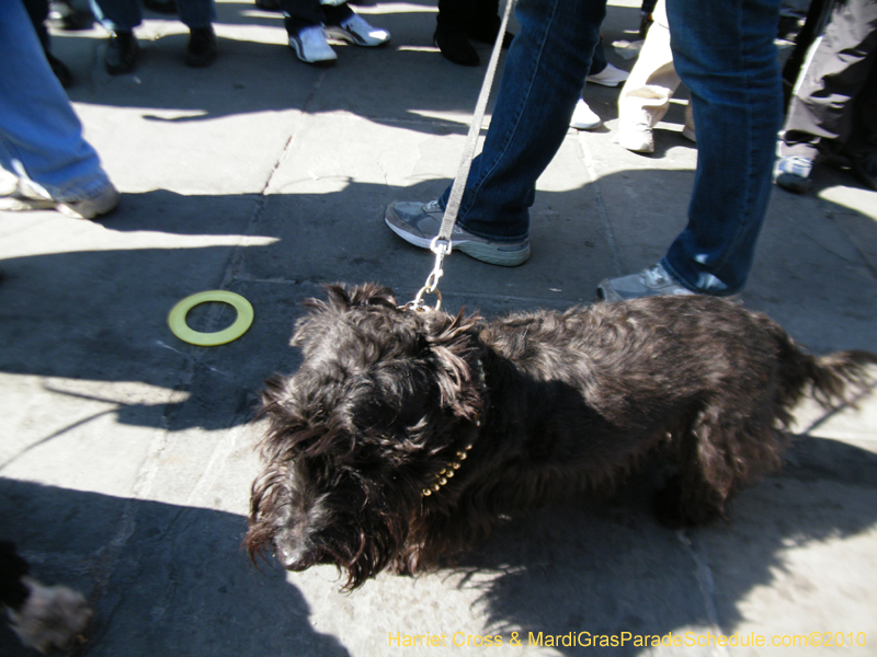 Mystic-Krewe-of-Barkus-2010-HC-Dog-Parade-Mardi-Gras-New-Orleans-8370