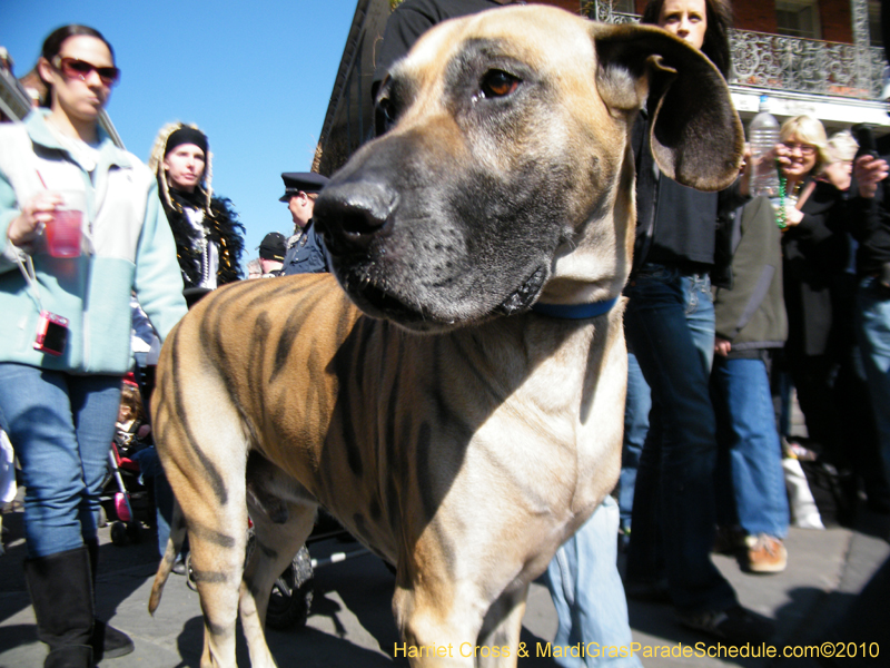 Mystic-Krewe-of-Barkus-2010-HC-Dog-Parade-Mardi-Gras-New-Orleans-8408