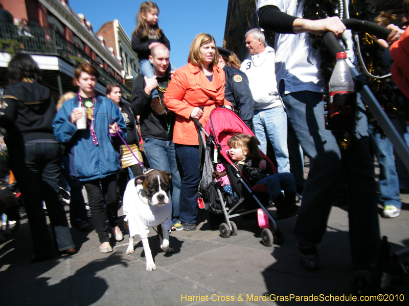 Mystic-Krewe-of-Barkus-2010-HC-Dog-Parade-Mardi-Gras-New-Orleans-8409