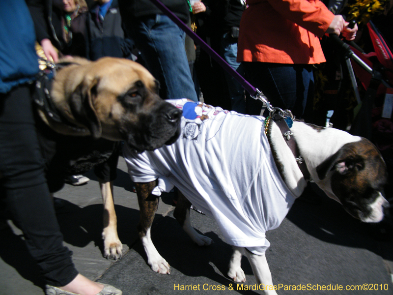 Mystic-Krewe-of-Barkus-2010-HC-Dog-Parade-Mardi-Gras-New-Orleans-8410