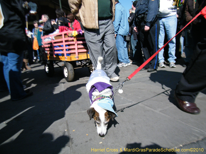 Mystic-Krewe-of-Barkus-2010-HC-Dog-Parade-Mardi-Gras-New-Orleans-8411