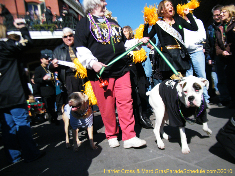 Mystic-Krewe-of-Barkus-2010-HC-Dog-Parade-Mardi-Gras-New-Orleans-8414