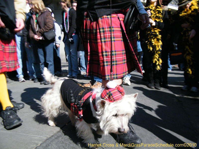 Mystic-Krewe-of-Barkus-2010-HC-Dog-Parade-Mardi-Gras-New-Orleans-8423