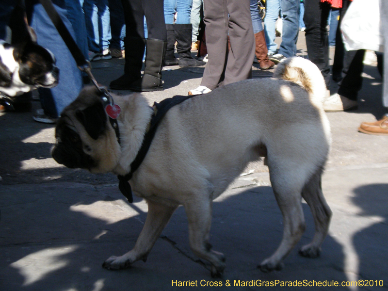 Mystic-Krewe-of-Barkus-2010-HC-Dog-Parade-Mardi-Gras-New-Orleans-8437