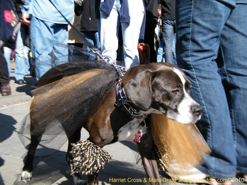 Mystic-Krewe-of-Barkus-2010-HC-Dog-Parade-Mardi-Gras-New-Orleans-8439