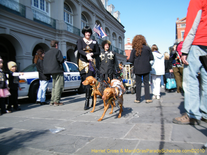Mystic-Krewe-of-Barkus-2010-HC-Dog-Parade-Mardi-Gras-New-Orleans-8473