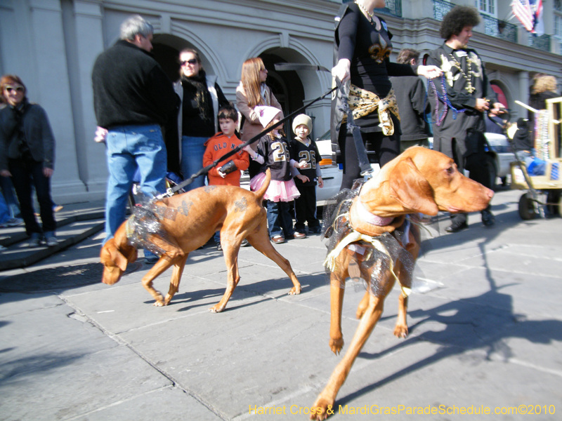 Mystic-Krewe-of-Barkus-2010-HC-Dog-Parade-Mardi-Gras-New-Orleans-8474