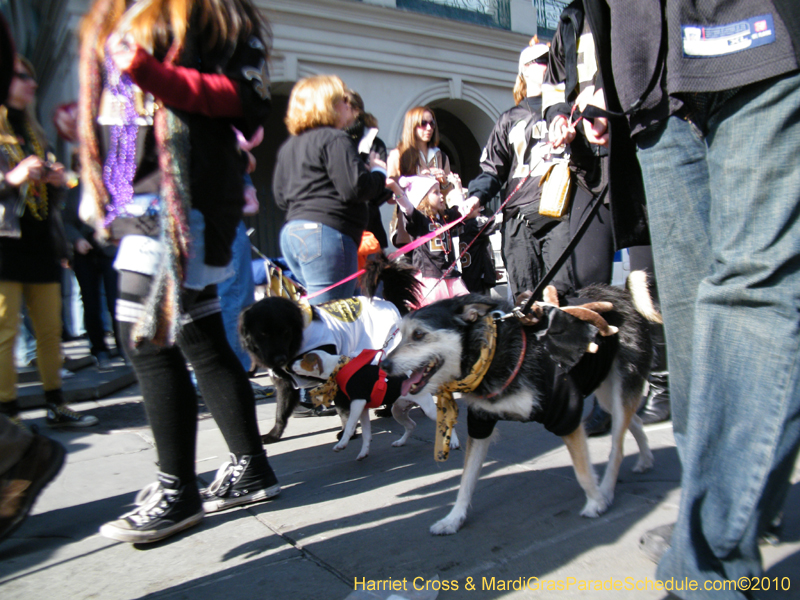 Mystic-Krewe-of-Barkus-2010-HC-Dog-Parade-Mardi-Gras-New-Orleans-8496