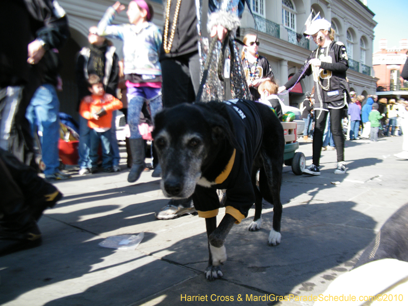 Mystic-Krewe-of-Barkus-2010-HC-Dog-Parade-Mardi-Gras-New-Orleans-8497