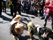 Mystic-Krewe-of-Barkus-2010-HC-Dog-Parade-Mardi-Gras-New-Orleans-8284