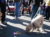 Mystic-Krewe-of-Barkus-2010-HC-Dog-Parade-Mardi-Gras-New-Orleans-8303