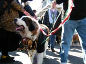 Mystic-Krewe-of-Barkus-2010-HC-Dog-Parade-Mardi-Gras-New-Orleans-8310