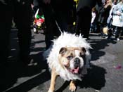 Mystic-Krewe-of-Barkus-2010-HC-Dog-Parade-Mardi-Gras-New-Orleans-8335