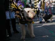 Mystic-Krewe-of-Barkus-2010-HC-Dog-Parade-Mardi-Gras-New-Orleans-8338