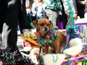 Mystic-Krewe-of-Barkus-2010-HC-Dog-Parade-Mardi-Gras-New-Orleans-8365