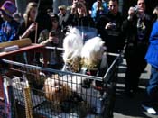 Mystic-Krewe-of-Barkus-2010-HC-Dog-Parade-Mardi-Gras-New-Orleans-8368