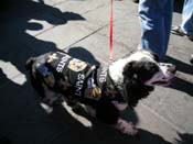 Mystic-Krewe-of-Barkus-2010-HC-Dog-Parade-Mardi-Gras-New-Orleans-8369