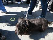 Mystic-Krewe-of-Barkus-2010-HC-Dog-Parade-Mardi-Gras-New-Orleans-8370