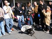 Mystic-Krewe-of-Barkus-2010-HC-Dog-Parade-Mardi-Gras-New-Orleans-8371