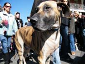 Mystic-Krewe-of-Barkus-2010-HC-Dog-Parade-Mardi-Gras-New-Orleans-8408