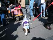 Mystic-Krewe-of-Barkus-2010-HC-Dog-Parade-Mardi-Gras-New-Orleans-8411