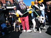 Mystic-Krewe-of-Barkus-2010-HC-Dog-Parade-Mardi-Gras-New-Orleans-8414