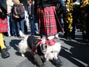 Mystic-Krewe-of-Barkus-2010-HC-Dog-Parade-Mardi-Gras-New-Orleans-8423