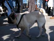 Mystic-Krewe-of-Barkus-2010-HC-Dog-Parade-Mardi-Gras-New-Orleans-8437