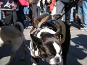 Mystic-Krewe-of-Barkus-2010-HC-Dog-Parade-Mardi-Gras-New-Orleans-8438