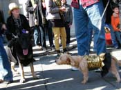 Mystic-Krewe-of-Barkus-2010-HC-Dog-Parade-Mardi-Gras-New-Orleans-8465