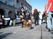 Mystic-Krewe-of-Barkus-2010-HC-Dog-Parade-Mardi-Gras-New-Orleans-8473