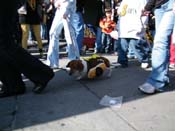 Mystic-Krewe-of-Barkus-2010-HC-Dog-Parade-Mardi-Gras-New-Orleans-8490