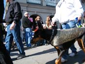 Mystic-Krewe-of-Barkus-2010-HC-Dog-Parade-Mardi-Gras-New-Orleans-8508