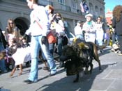 Mystic-Krewe-of-Barkus-2010-HC-Dog-Parade-Mardi-Gras-New-Orleans-8515