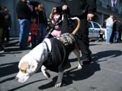 Mystic-Krewe-of-Barkus-2010-HC-Dog-Parade-Mardi-Gras-New-Orleans-8530