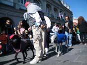 Mystic-Krewe-of-Barkus-2010-HC-Dog-Parade-Mardi-Gras-New-Orleans-8532