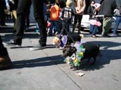Mystic-Krewe-of-Barkus-2010-HC-Dog-Parade-Mardi-Gras-New-Orleans-8546